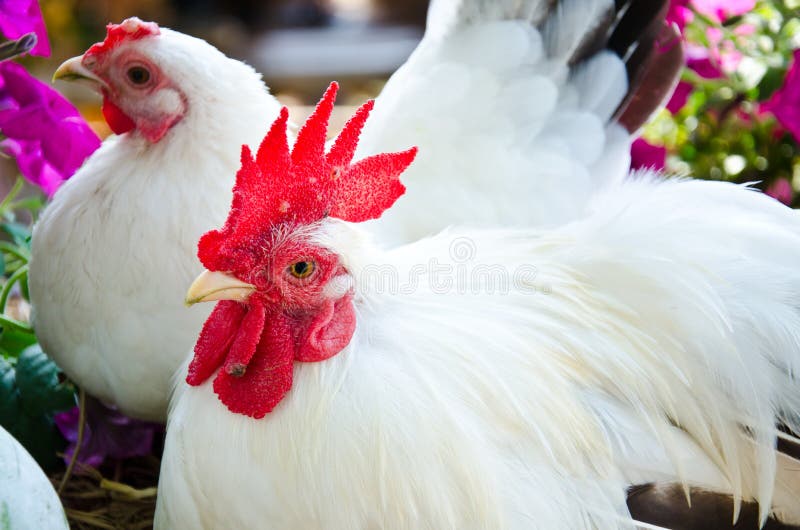 Coq blanc photographie stock Coq blanc photographie stock