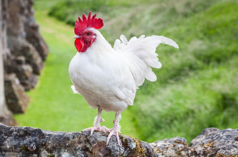 Coq blanc image stock Coq blanc image stock