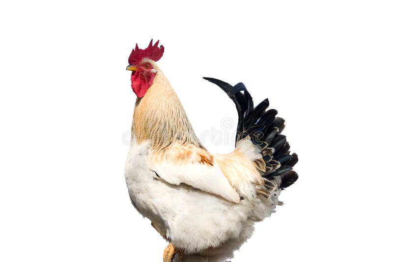 Coq blanc d'isolement sur un fond blanc image libre de droits Coq blanc d'isolement sur un fond blanc image libre de droits