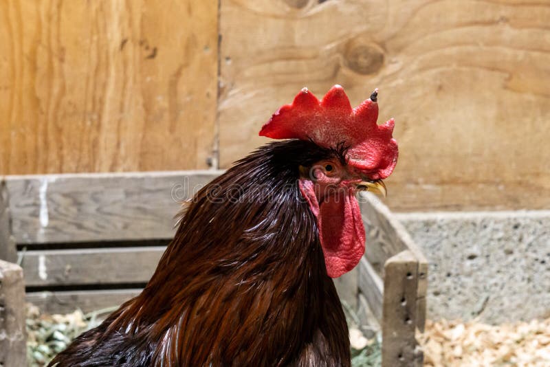 coq brun avec un feston rouge et un bec jaune à la ferme photographie stock coq brun avec un feston rouge et un bec jaune à la ferme photographie stock