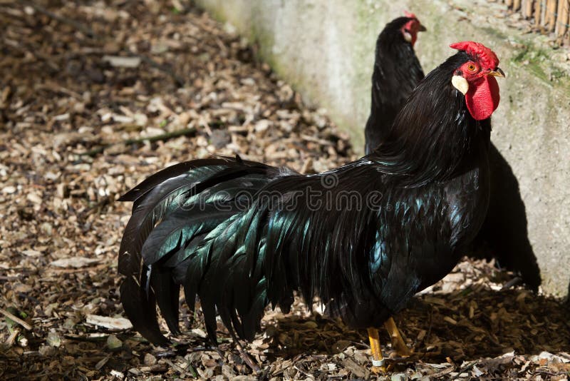 Coq de Fleche de La (domesticus de gallus de Gallus) photo stock Coq de Fleche de La (domesticus de gallus de Gallus) photo stock