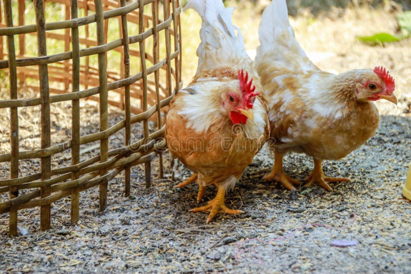Coq et poule photos stock Coq et poule photos stock
