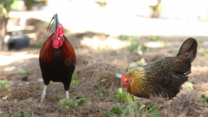Coq et poule se nourrissent sur le sol dans une ferme. le coq est debout et il a l'air alerte pendant que la poule est banque de vidéos