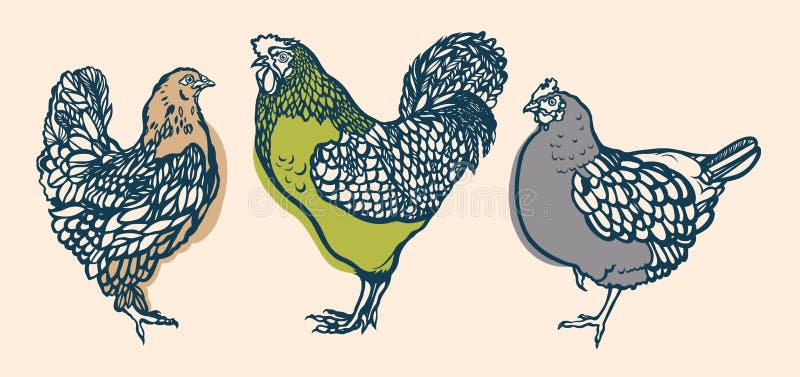 Rooster and chicken. Poultry. Farming. Livestock raising. Hand drawn. Vector illustration. Rooster and chicken. Poultry. Farming. Livestock raising. Hand drawn. Vector illustration.