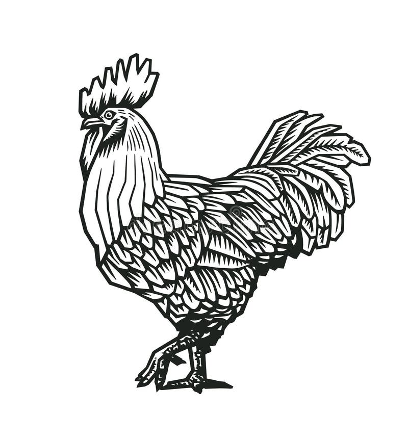 Coq ou coq tiré par la main dans le style médiéval de gravure Oiseau magnifique de ferme d'isolement sur le fond blanc Illustrati illustration libre de droits