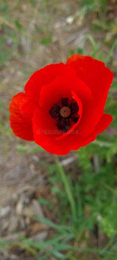 167 Fleur Rouge Photos Free Royalty Free Stock Photos From Dreamstime 167 Fleur Rouge Photos Free Royalty Free Stock Photos From Dreamstime