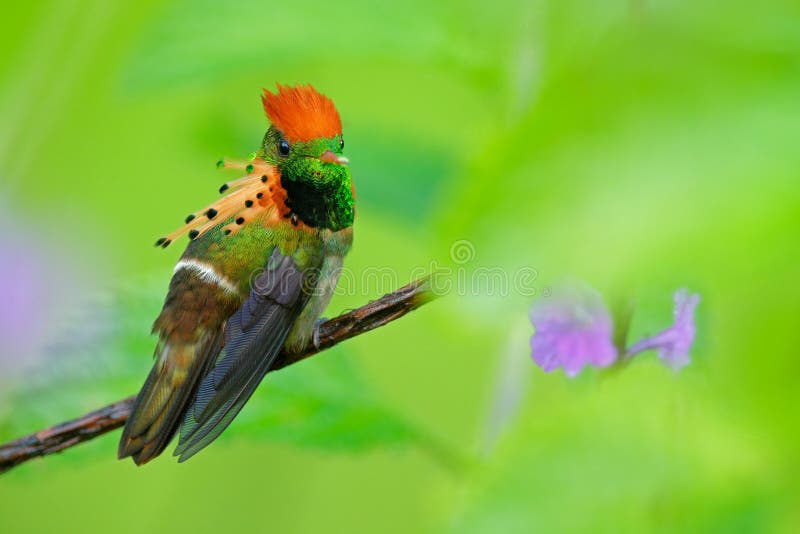 Coqueta copetuda, colibrí colorido con la cresta anaranjada y cuello en el hábitat verde y violeta de la flor, Trinidad