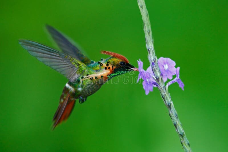 Coquette tuftée, colibri coloré avec la crête orange et collier dans l'habitat vert et violet de fleur, photographie stock libre de droits Coquette tuftée, colibri coloré avec la crête orange et collier dans l'habitat vert et violet de fleur, photographie stock libre de droits