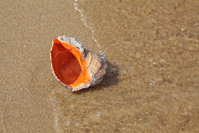 Coquillage photographie stock libre de droits Coquillage photographie stock libre de droits