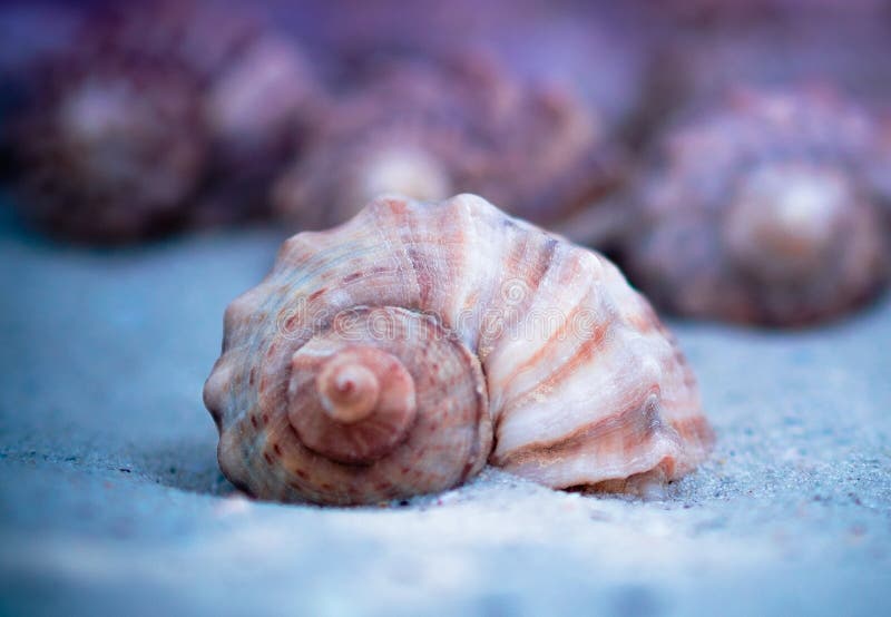 Coquillage photographie stock libre de droits Coquillage photographie stock libre de droits