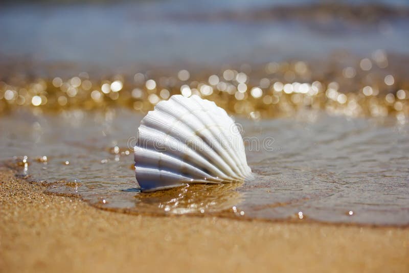 Coquillage blanc sur le sable près de l'eau photographie stock Coquillage blanc sur le sable près de l'eau photographie stock