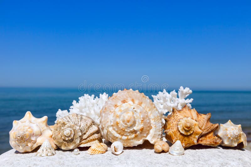 Coquillages exotiques sur le fond de la mer d'été photo stock Coquillages exotiques sur le fond de la mer d'été photo stock