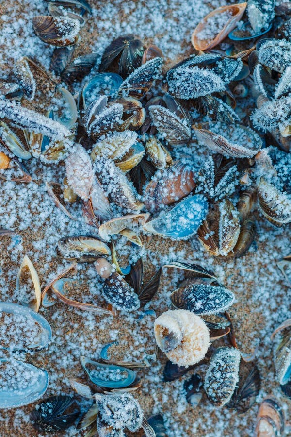 Coquillages gelés morts sur les rives du lac de Peipsi images libres de droits Coquillages gelés morts sur les rives du lac de Peipsi images libres de droits