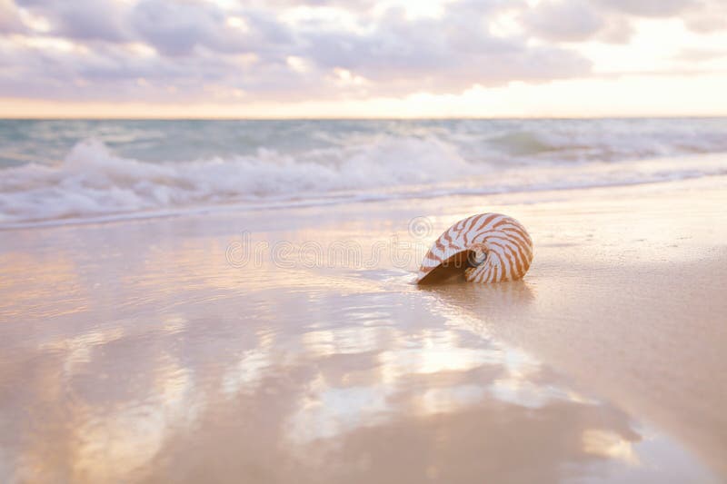 Nautilus sea shell on golden sand beach with waves in  soft sunset light, shallow dof. Nautilus sea shell on golden sand beach with waves in  soft sunset light, shallow dof