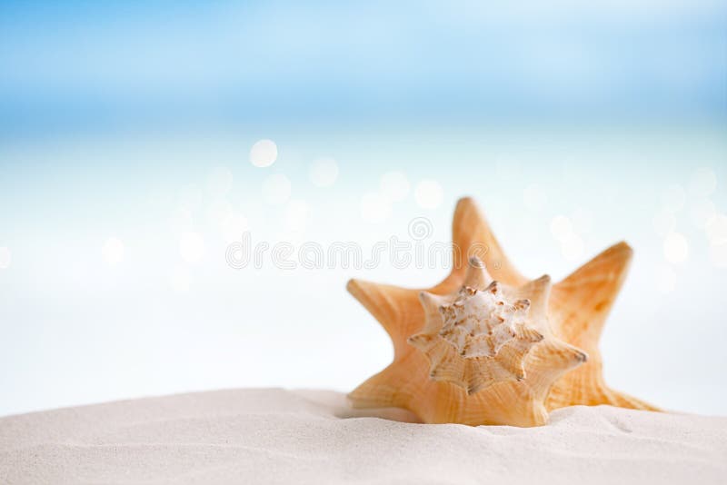 Coquille de conque sur le sable de plage. Caraïbes image libre de droit par  Subbotina © #11103920