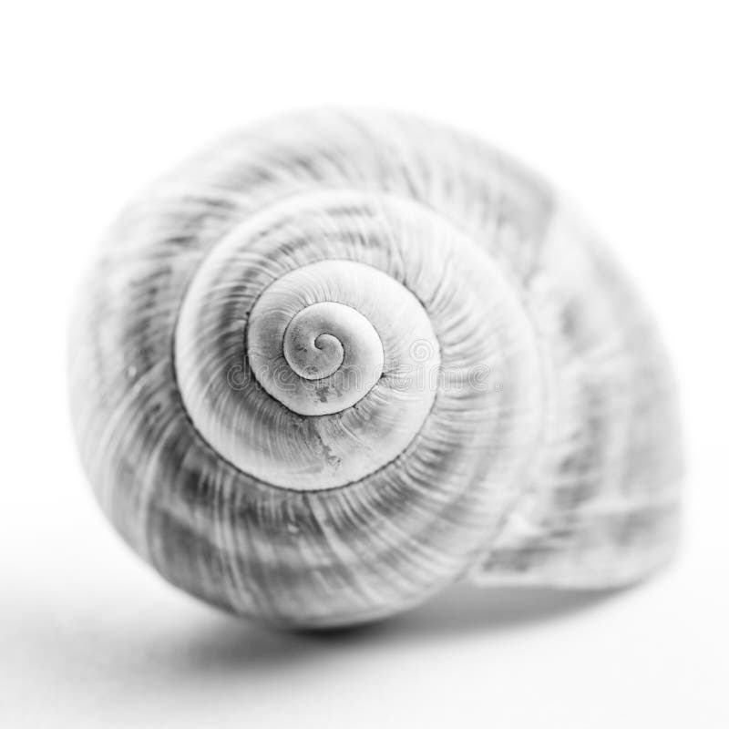 Coquille D'escargot. Photo libre de droits Image 30644355