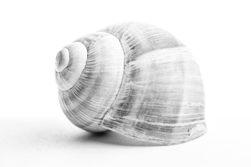 High-key view of a snail shell. Shallow depth of field. High-key view of a snail shell. Shallow depth of field.