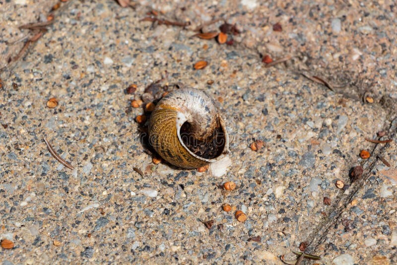 Coquille D'escargot Vide Sur Mousse Verte Photo stock Image du over