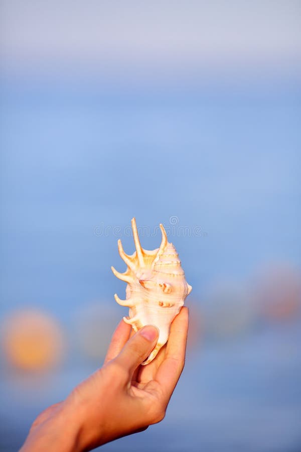 Coquille de mer dans la main de femme sur la mer bleue brouillée de fond photographie stock libre de droits Coquille de mer dans la main de femme sur la mer bleue brouillée de fond photographie stock libre de droits
