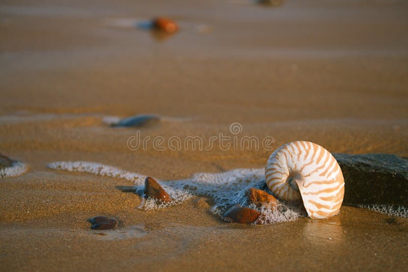 Nautilus sea shell with seafoam on Atlantic ocean Legzira beach, morocco. Nautilus sea shell with seafoam on Atlantic ocean Legzira beach, morocco