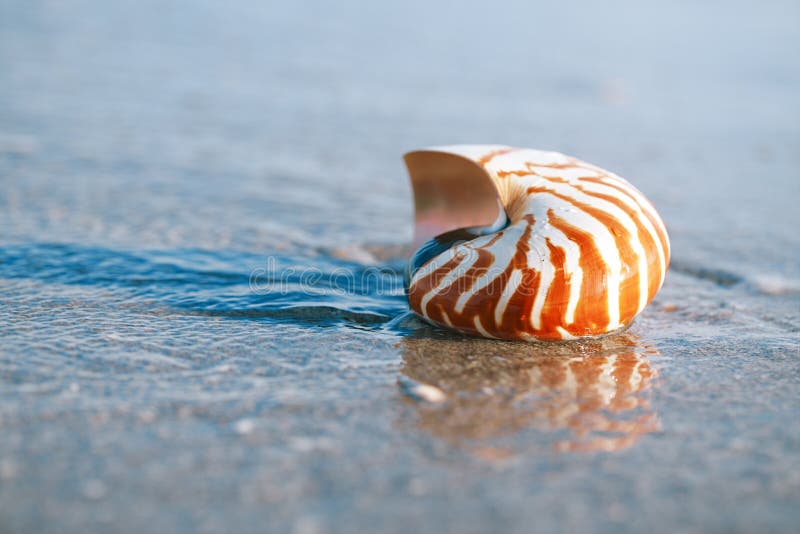 Coquille de Nautilus avec la vague de mer, plage de la Floride sous le ligh du soleil photo stock Coquille de Nautilus avec la vague de mer, plage de la Floride sous le ligh du soleil photo stock