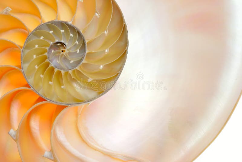 Nautilus shell section isolated on white background. Nautilus shell section isolated on white background