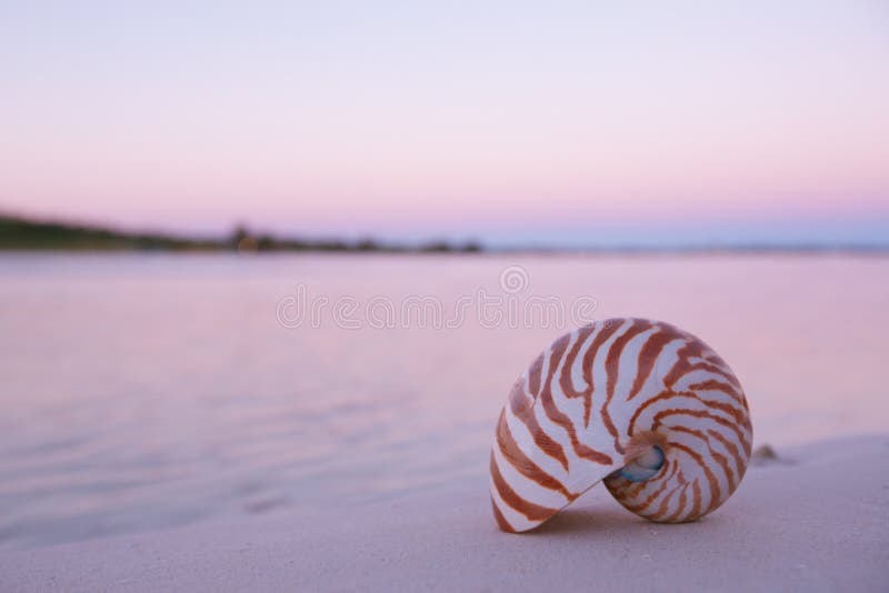 Coquille de Nautilus en mer, lever de soleil, lumière rose foncée photos libres de droits Coquille de Nautilus en mer, lever de soleil, lumière rose foncée photos libres de droits