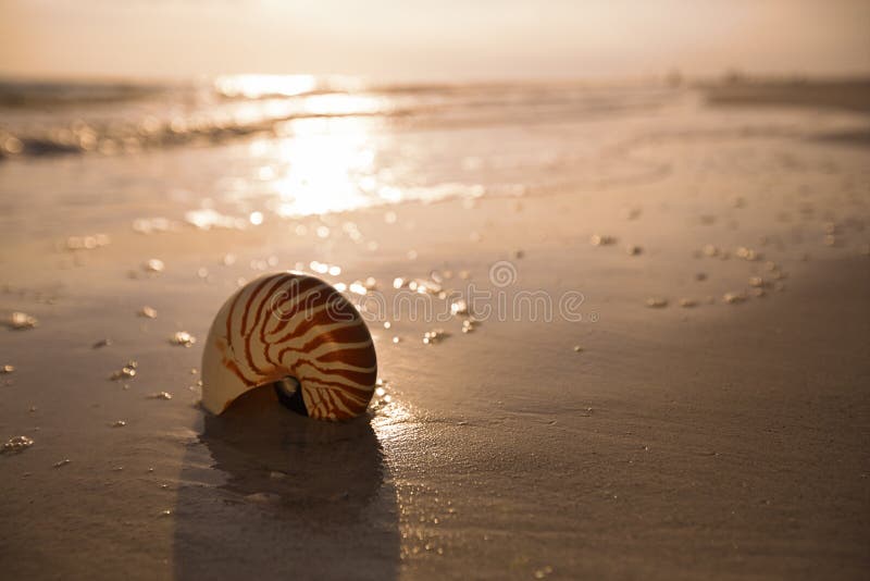 Nautilus shell on a sea ocean beach sand with dark sunset light, shallow dof. Nautilus shell on a sea ocean beach sand with dark sunset light, shallow dof