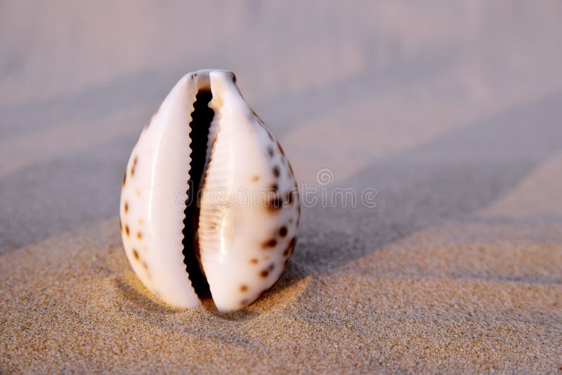 Du Sable Dans Le Vagin