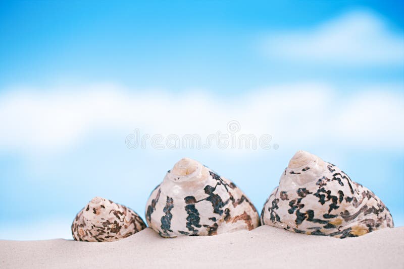 Tropical shell on white Florida beach sand under sun light, shallow dof. Tropical shell on white Florida beach sand under sun light, shallow dof