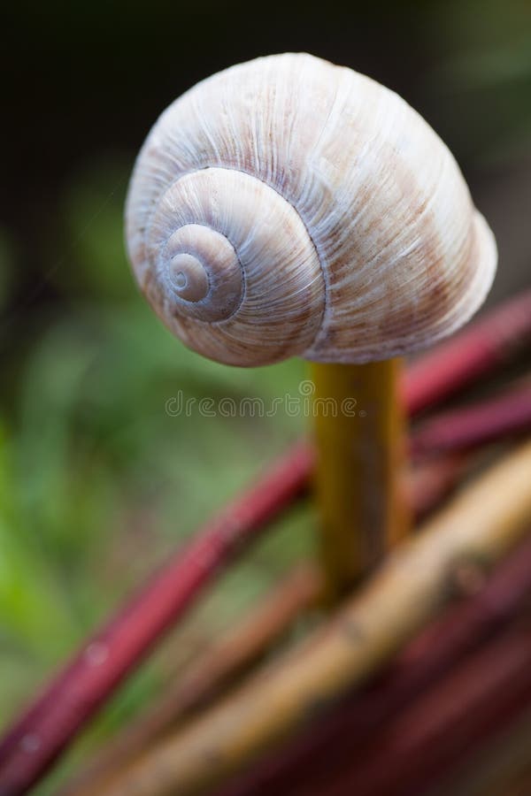 Coquille D'escargot Vide Sur Fond De Pierre Image stock Image du
