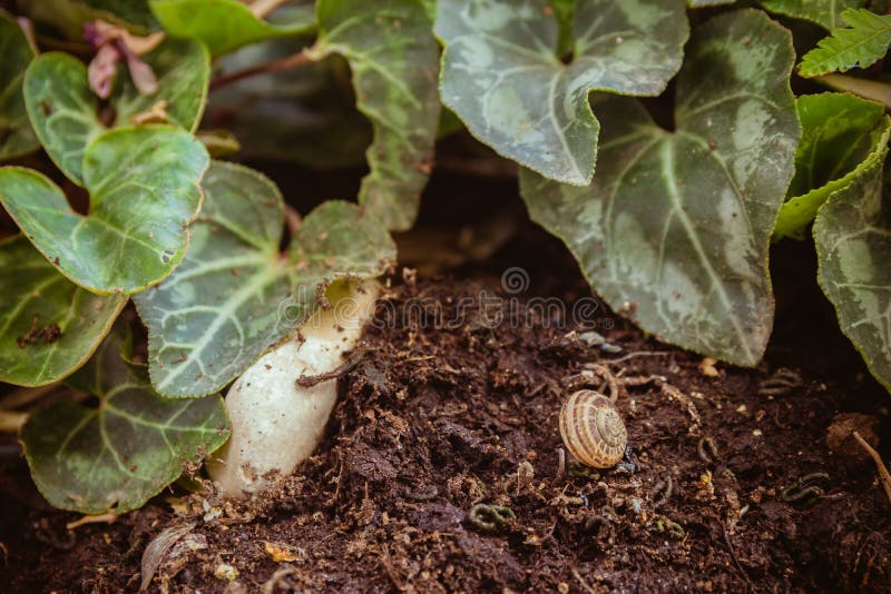 Coquille Vide D'escargot Au Sol Au Jardin Photo stock Image du