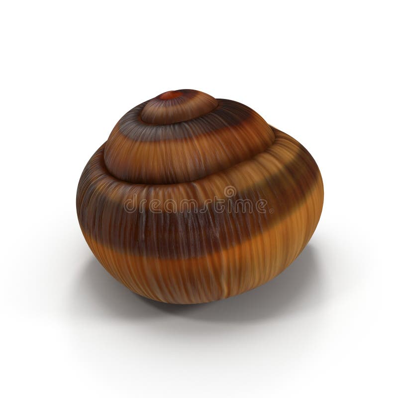 Coquille Vide Simple D'escargot D'isolement Sur Le Blanc Illustration