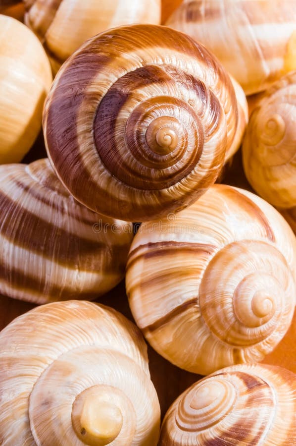 Coquilles D'escargot Sur Le Vieux Fond En Bois De Planche Photo stock Image du coquillages