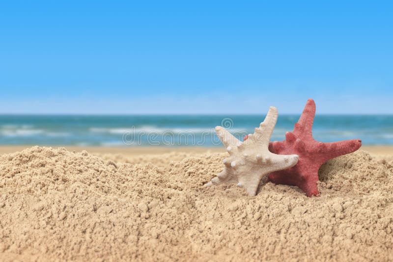 Coquilles d'étoiles de mer et de mer dans un sable de plage sur le bord de mer photographie stock Coquilles d'étoiles de mer et de mer dans un sable de plage sur le bord de mer photographie stock