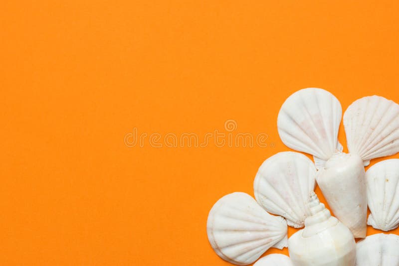 Coquilles de mer blanche d'appartement en spirale de différentes formes sur le fond orange vibrant Bien-être de station thermale photographie stock Coquilles de mer blanche d'appartement en spirale de différentes formes sur le fond orange vibrant Bien-être de station thermale photographie stock