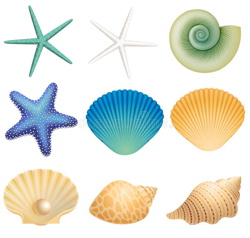 Coquilles de mer et étoile de mer illustration libre de droits Coquilles de mer et étoile de mer illustration libre de droits