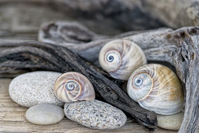 Coquilles et bois de flottage de l'oeil du requin image libre de droits Coquilles et bois de flottage de l'oeil du requin image libre de droits