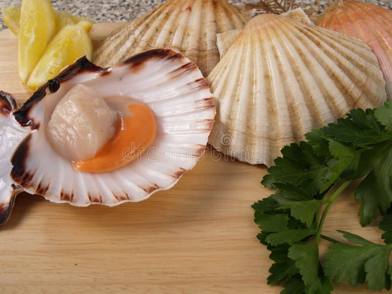 Coquilles SaintJacques stock image. Image of preparation 143614309