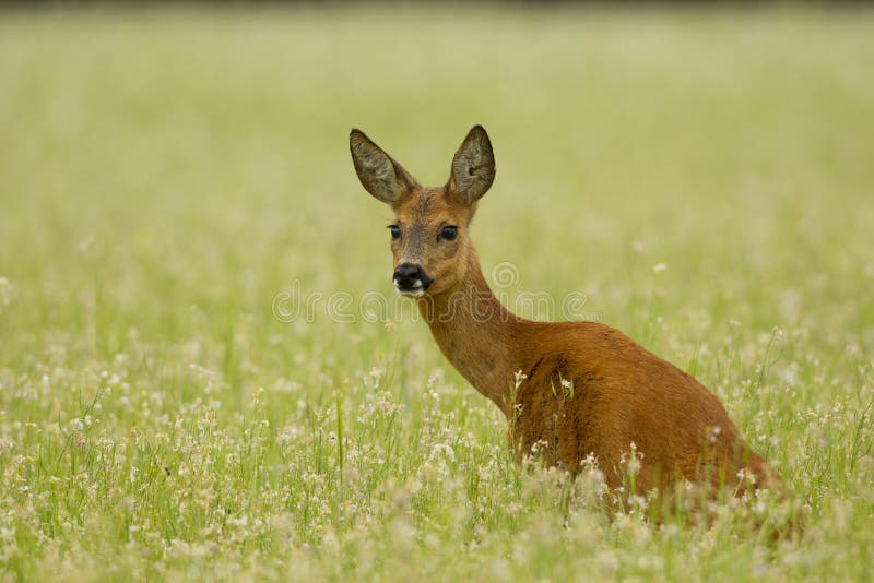 Cervo Corça Animal - Foto gratuita no Pixabay - Pixabay