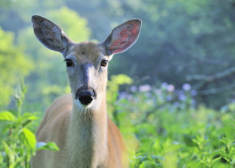 Corça Animal Cabeça - Foto gratuita no Pixabay - Pixabay