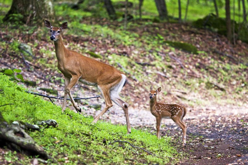 Jovem corça foto de stock. Imagem de animal, selvagem - 29232578