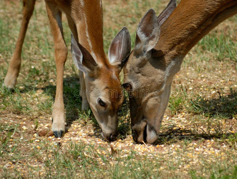 Jovem corça foto de stock. Imagem de animal, selvagem - 29232578