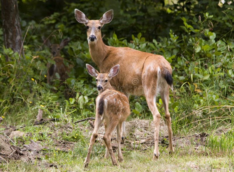 Cervo Corça Animal - Foto gratuita no Pixabay - Pixabay