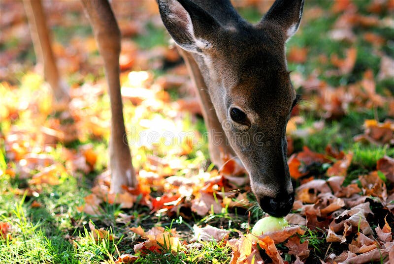 Corça Animal Cabeça - Foto gratuita no Pixabay - Pixabay