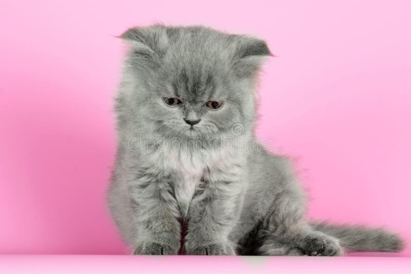 Cor cinzenta bonito de Selkirk Rex da raça do gatinho no fundo cor-de-rosa em S imagens de stock Cor cinzenta bonito de Selkirk Rex da raça do gatinho no fundo cor-de-rosa em S imagens de stock