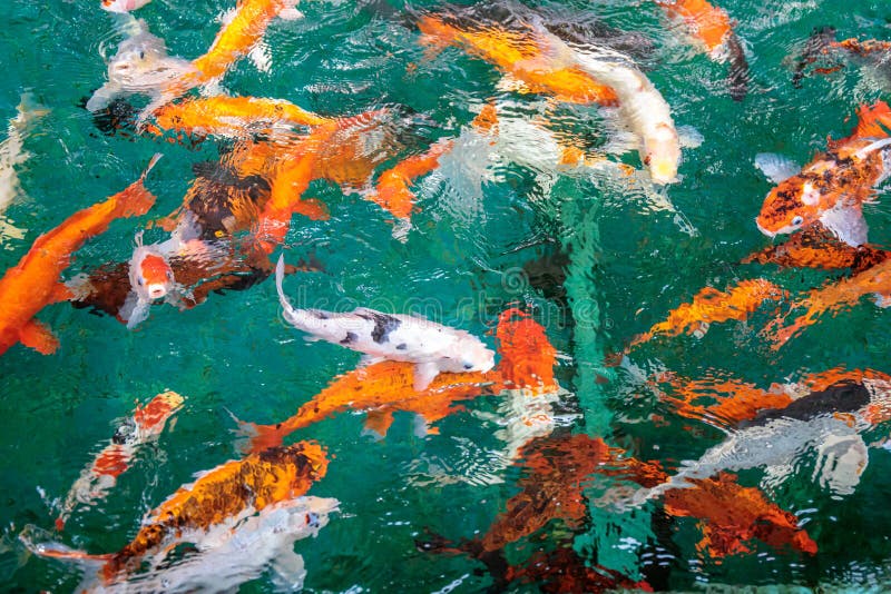 Cor da laranja ou do ouro dos peixes extravagantes da carpa ou do excremento ou do Koi, nadando na lagoa que onda de água foto de stock royalty free Cor da laranja ou do ouro dos peixes extravagantes da carpa ou do excremento ou do Koi, nadando na lagoa que onda de água foto de stock royalty free