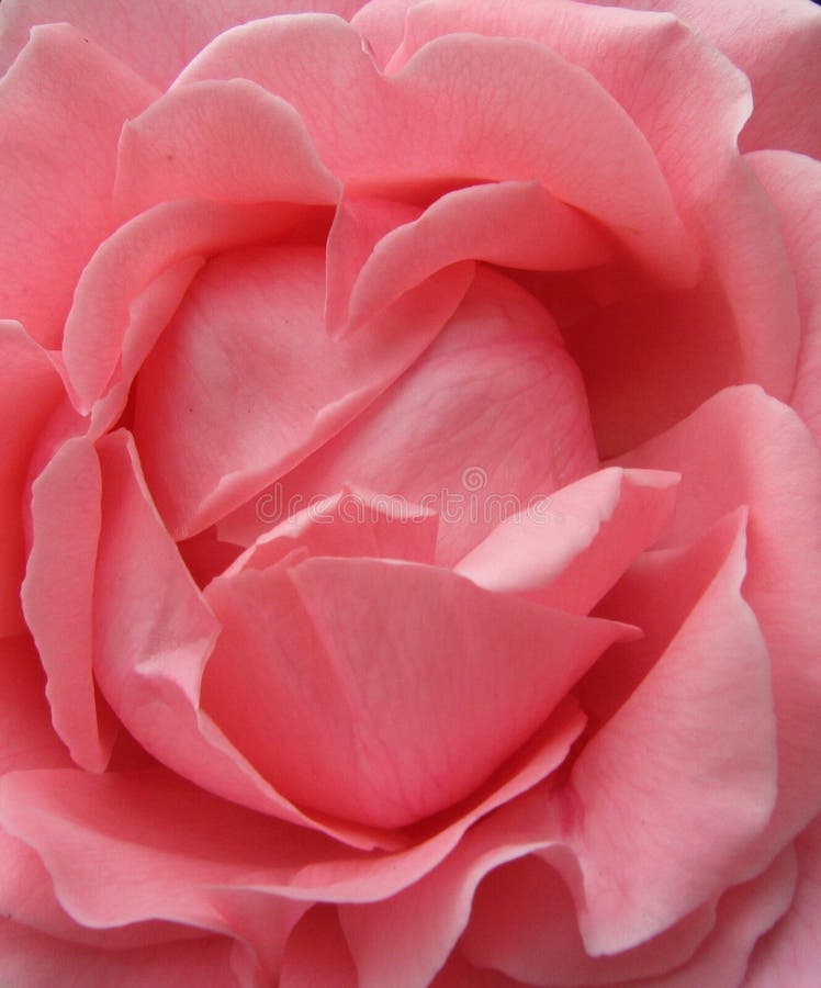 Download Cor-de-rosa imagem de stock. Imagem de closeup, romântico - 56215