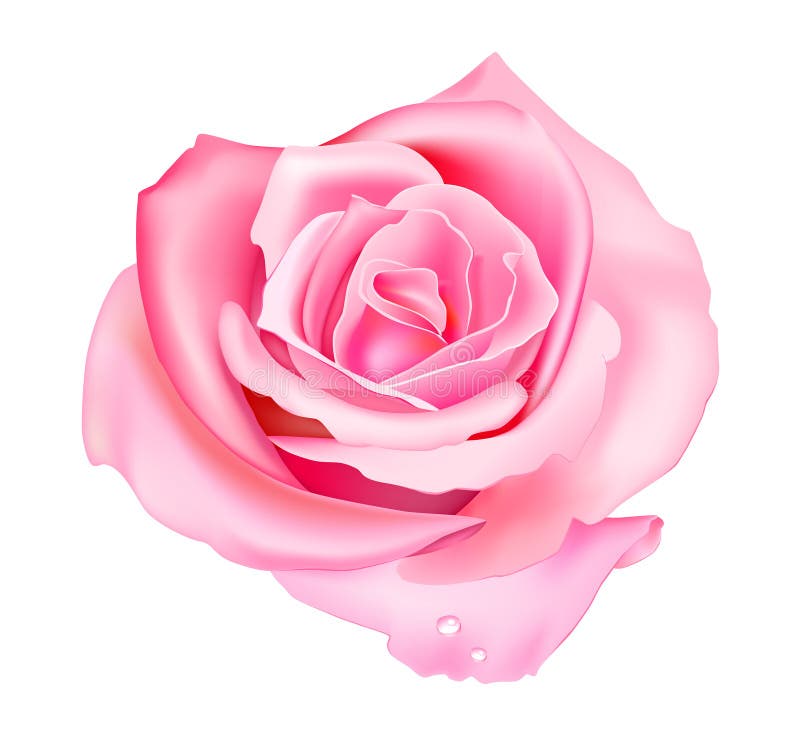 Rosa cor-de-rosa ilustração royalty free