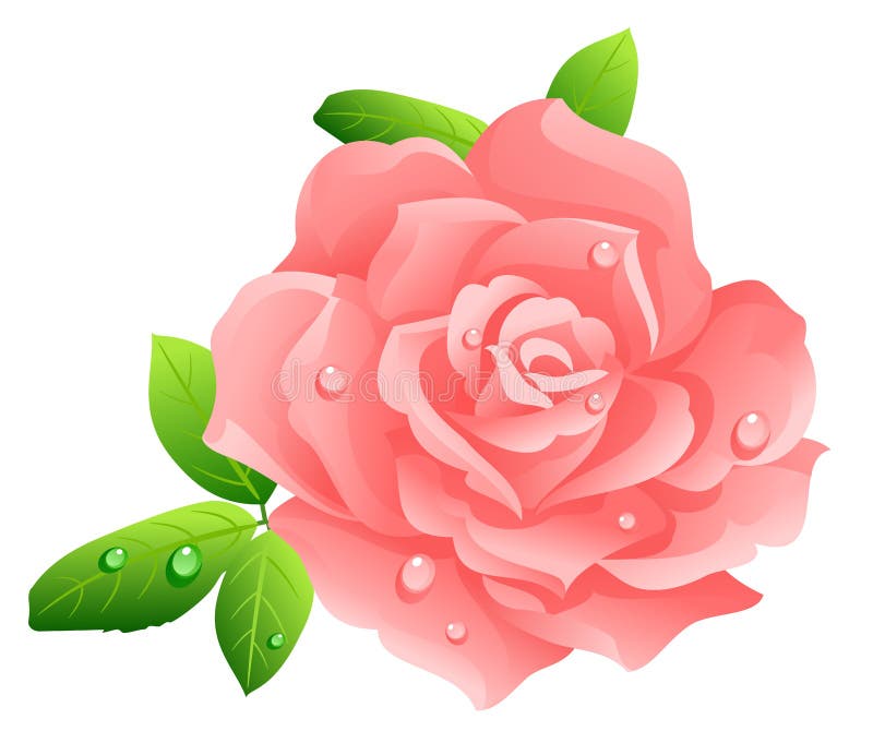 Rosa rosa ilustração royalty free